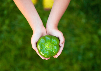 Kid's hands holding a green bell pepper