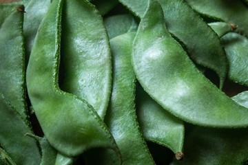 Close view of indian broad bean (also known as Vicia faba) which is rich in protein.