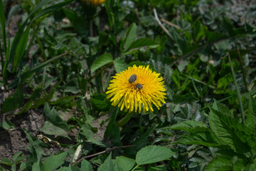 bee bug on dandelion