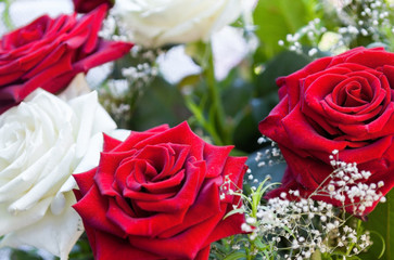 Red and white rose flowers