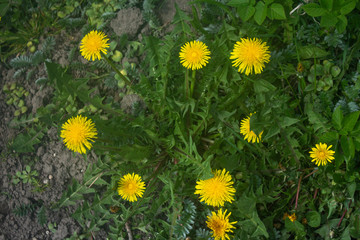 dandelions in the grass