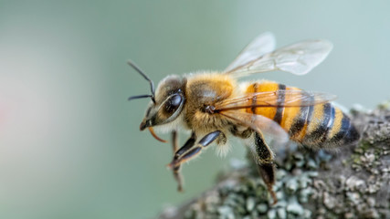 Abstract defocus, background, bee on a tree branch, closeup