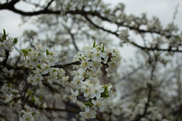 tree branches against blue sky cherry spring