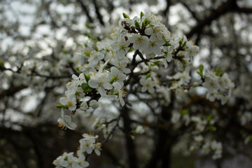 tree branches against blue sky cherry spring