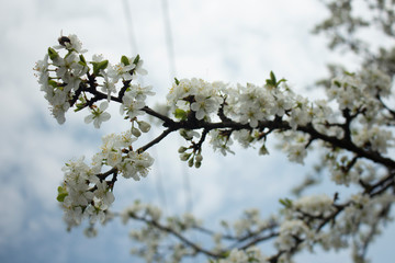 tree branches against blue sky cherry spring