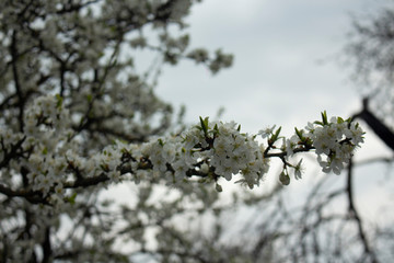 tree branches against blue sky cherry spring