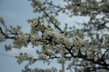 tree branches against blue sky cherry spring