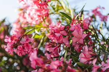 pink flowers in the garden