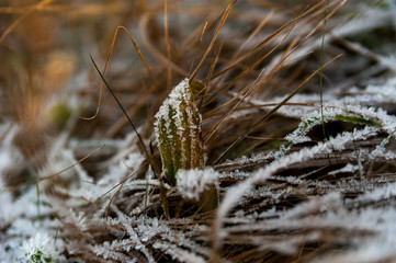 Sail sheet in hoarfrost.