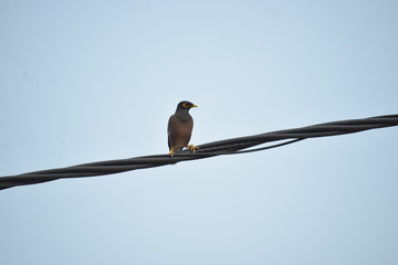 Beautiful Myna on a Thick Wire