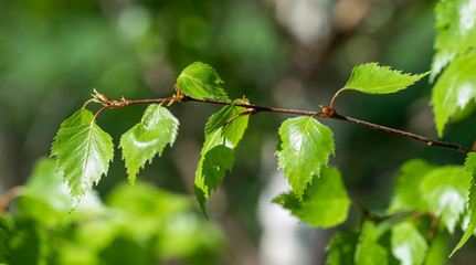Young green birch leaves, spring nature.
