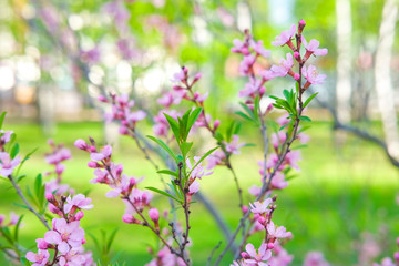 Obraz premium Pink almond flowers close-up on a green background bloom in spring