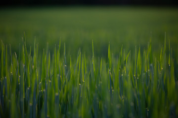 A field of green stalks of corn shortly after planting as the year and the harvest begins to ripen