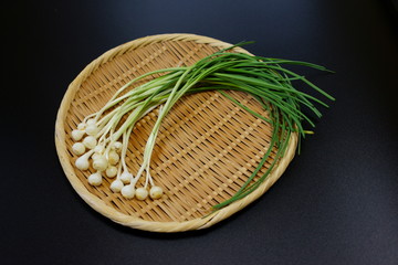 山採りの天然山菜、野蒜