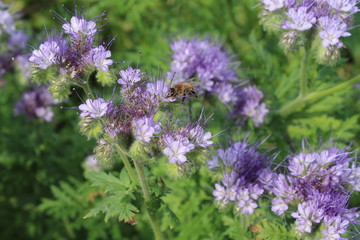 bee on lavender flower