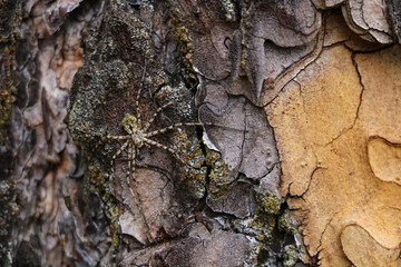 Close up real bark texture of old tree.