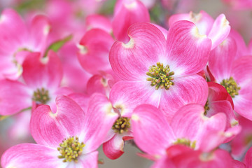 Fototapeta na wymiar ハナミズキ　花水木　ピンクの花