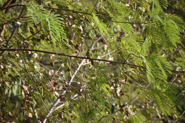 Green bee-eater (Merops orientalis)