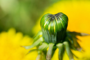 A bud of dandelion in the early spring in the background of fully developed flowers