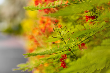 Bright orange flowers on a shrub planted along the path in the Park. Soft focus, space for text