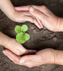 Kid's and grown-up's hands holding a young plant.