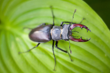 Male stag beetle on the green hosta leaf.