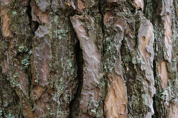 Close-up of bark of the tree structure. On the bark of a tree to see the moss.
