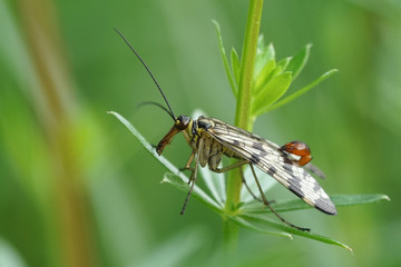 Nahansicht einer Skorpionsfliege