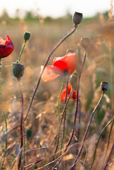 Obraz premium Poppy flowers in the field.