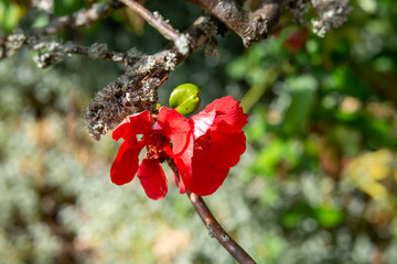 wild apple blossom in spring