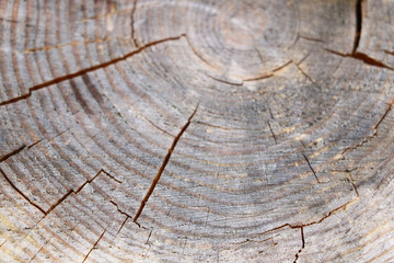 Tree rings old weathered wood texture with the cross section of a cut log.