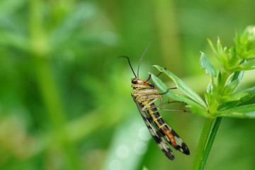 Nahansicht einer Skorpionsfliege