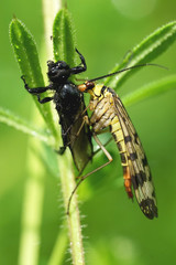 Skorpionsfliege beim fressen einer Märzfliege