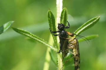 Skorpionsfliege beim fressen einer Märzfliege