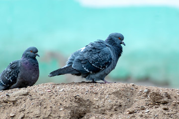 A loving couple of ordinary gray pigeons walks on the ground, on a mountain of sand.
