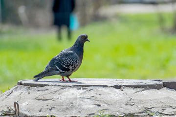 An ordinary blue dove walks on the ground