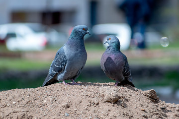 A loving couple of ordinary gray pigeons walks on the ground, on a mountain of sand.
