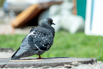 An ordinary blue dove walks on the ground