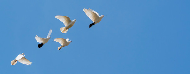 A flock of white decorative pigeons flies against the blue sky. Beautiful flight of a pigeon.