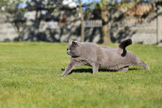 English cat poses for outdoor photos.