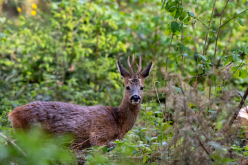 Naklejka na ściany i meble roebuck with moulting coat in the forest