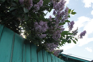 Liliac on the fence