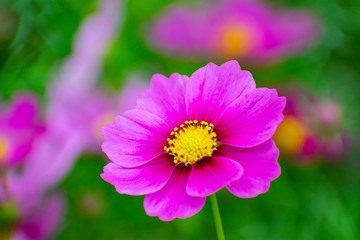 Obraz premium コスモス