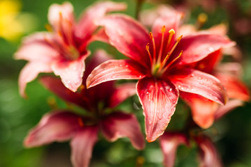 red flower on a green background