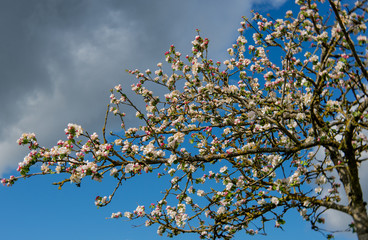 blossoming apple tree against a blue sky, selective focus