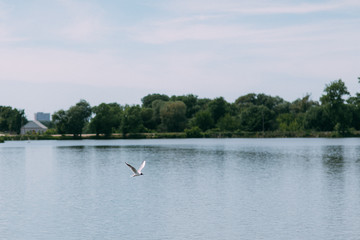 seagull flying over a blue lake