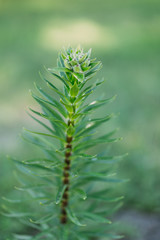 green field plant growing in the forest