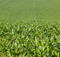 Maize (corn) field (Zea mays).