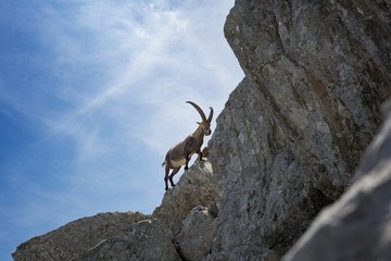 A Capricorn at the Mount Watzmann