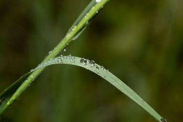 Fototapeta na wymiar Drops of water on a blade of grass after rain